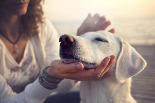 The Benefits of Pets to Your Physical and Mental Health